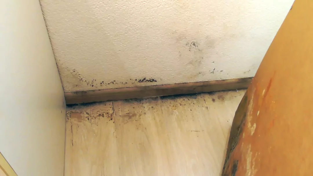 Смета восстановительного ремонта причин возникновения грибка на стенах